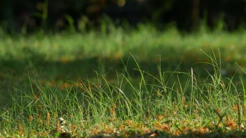 Close-Up of Sunlit Green Grass Blades Stock-Footage 335583965