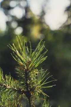 Close-up of sunlit pine needles in a forest Stock Photos