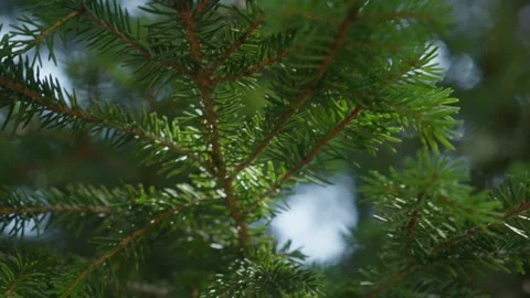 Close-up of Sunlit Pine Tree Branch Stock Footage 289083187