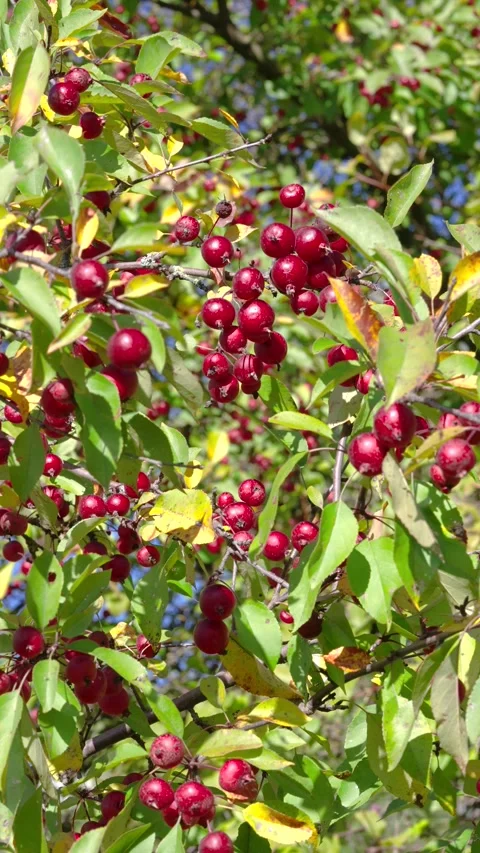 Close-up of sunlit red crabapple clusters on leafy garden branches with shallow  Stock Footage 345676809
