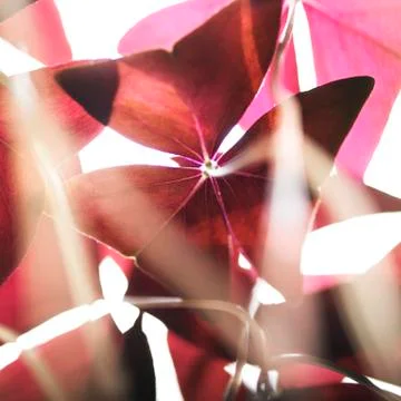 Close up of sunlit red triangular plant leaves Stockfoto's