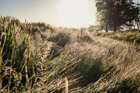 Close up sunlit wild grass concept photo Stock Photos