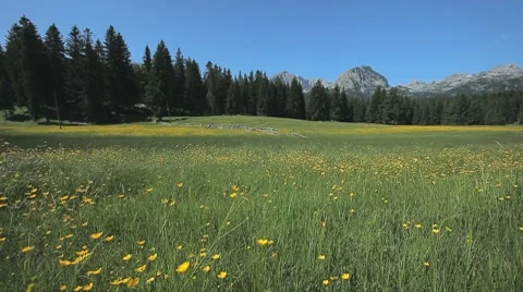 Close up of sunny meadow with pine trees and rock mountain peak in the distance Stock Footage 7746318