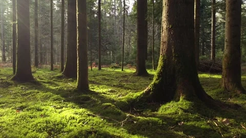 Close to sunny mossy ground flying in the forest Vidéo 341157852