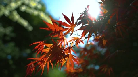 Close-Up Sunny Red Maple Leaves Blowing On The Wind, In The Spring Blowing Stock Footage 240097849