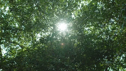 Close up sunny sky behind trees in forest, Portugal Stock Footage 128927281