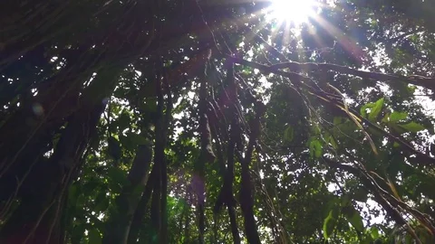 CLOSE UP Sunrays shining through tree top on woody jungle vines in Monkey Forest Stock Footage 79199267