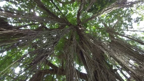 CLOSE UP Sunrays shining through tree canopy of an ancient banyan tree in jungle Stock Footage 79199844