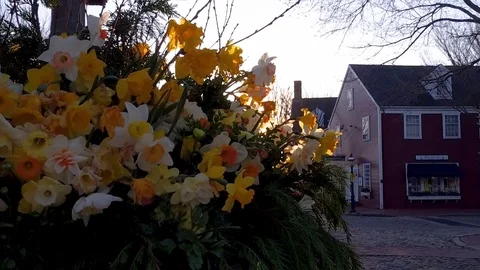 Close up Sunrise of Daffodils at The Monument During the Daffodil Parade 스톡 동영상 87725368