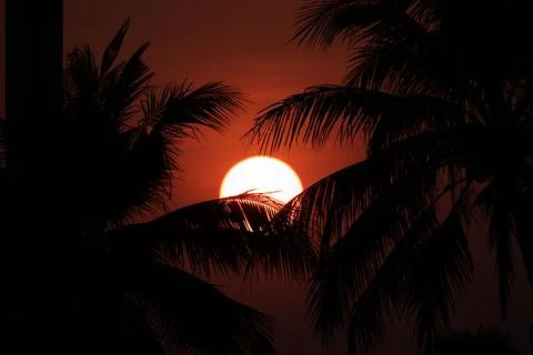 Close up of sunset behind coconut trees Stock Photos