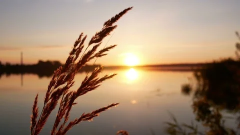 Close-up sunset flowers 스톡 동영상 78031391