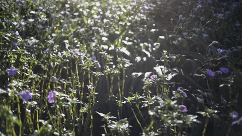 Close Up: Sunset Lavender Flowers Stock Footage 202577537