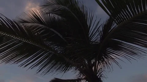 Close up of Sunset Palm Tree in the Breeze Slow Motion Stock Footage 79276559