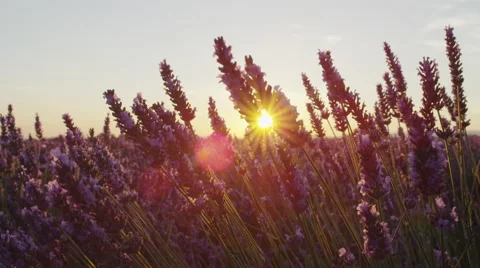CLOSE UP: Sunset sun shining through purple lavender flowers Video stock 54642784