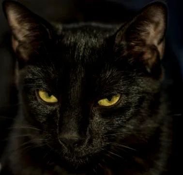 Close Up of Sunshine Cat Stock Photos