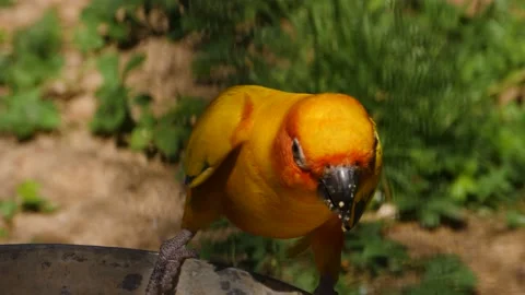Close up of sunshine parrot Stock Footage 135190799
