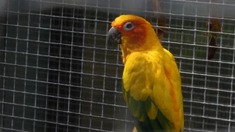 Close up of sunshine parrot Stock Footage 135285307