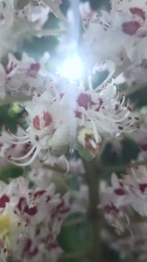 Close-up of sunshine shines through inflorescence of small flowers on blooming Vídeos de archivo 337447418