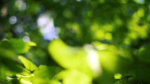 Close up sunshine through leaves on a tree. Green natural background Video stock 204936669