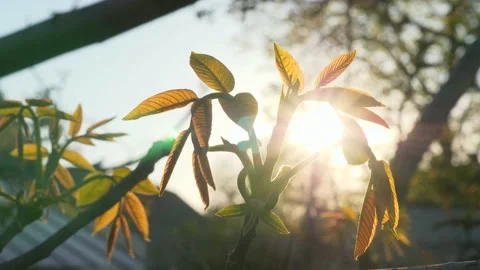 Close-up Sunshine Through Walnut Blossom Buds Leaf Branch Tree Backyard Orchard Stock Footage 195002755