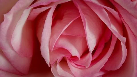 A close up a superb rose Stock Photos