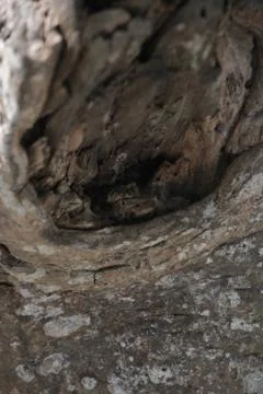 Close up surface and texture of trees's bark Stock Photos