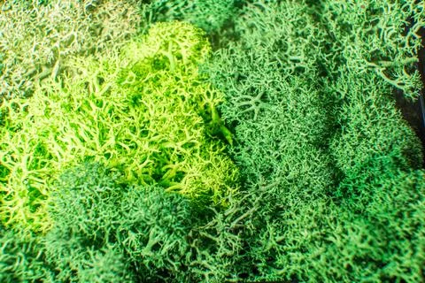 Close-up surface of the green coloured stabilized moss. Modern eco friendly Stock Photos