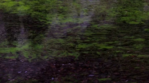 Close-up of the surface of green lake Stock Footage 69958978