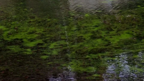 Close-up of the surface of green lake Stock Footage 69959126