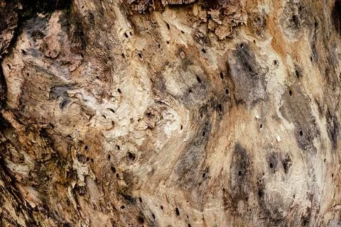 Close to Surface Line Old Tree Trunk Texture for background. Stock Photos