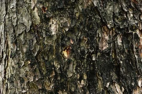 Close to Surface Old big tree trunk texture for background. Stock Photos