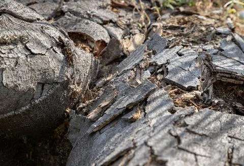 Close-up surface of the old tree texture use as natural background. Stock Photos