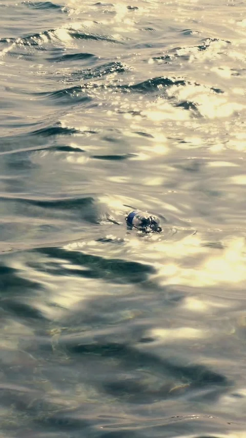 Close-up, on the surface of the sea water, in the rays of sunset, floats an Stock Footage 322709627