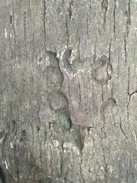 Close up of The surface texture of the bark of a mature coconut tree Stock Photos