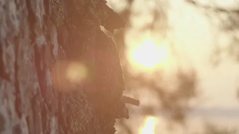 Close up surface of the tree with ants with focus rack Stock Footage 345509435