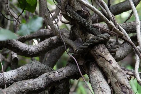 Close up Surface of Tree Bark Stock Photos