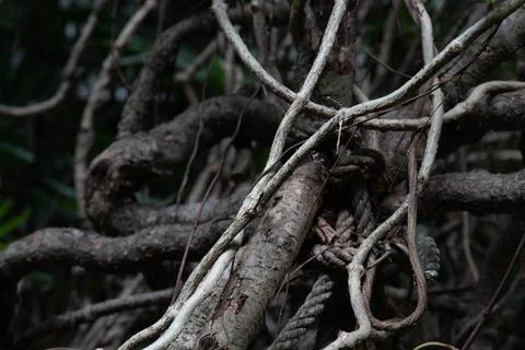 Close up Surface of Tree Bark Stock Photos
