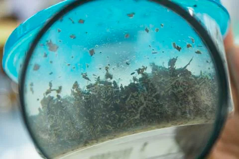 Close up of surface of trichoderma culture Fotos Stock