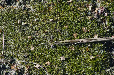 Close-up surface of the wall covered with green moss. Modern eco friendly dec Stock-Fotos