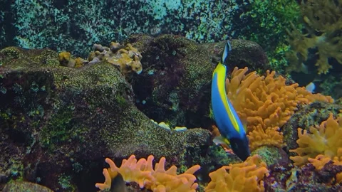 Close up of a surgeon fish Stock Footage 253059586