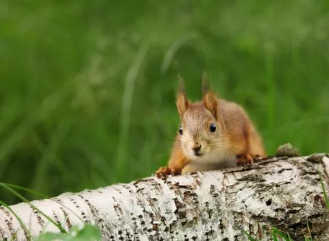Close-up of a surprised Red squirrel on a log Stock Photos