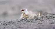 Close-Up Of Svalbard Ptarmigan Grouse In The Arctic Stock Footage