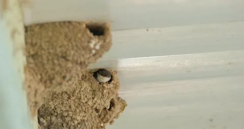 Close up of Swallow bird Stock Footage 151858319