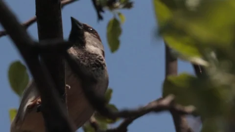 Close-up of swallow bird in the tree Stock Footage 107150858