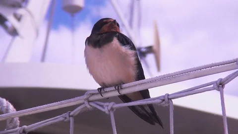 Close up of the swallow Stock Footage 120621682