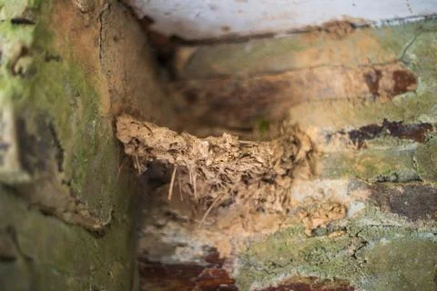 Close up of a swallow nest constructed from mud and grass on a mossy wall Фото