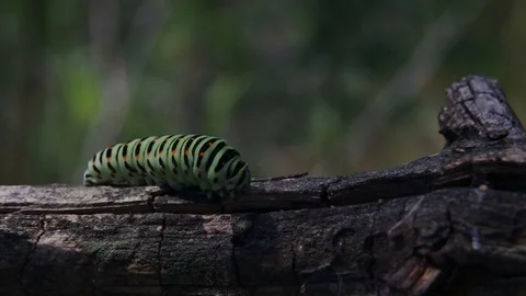 Close-up on a Swallowtail caterpillar crawling on a dry twig Video stock 77029818