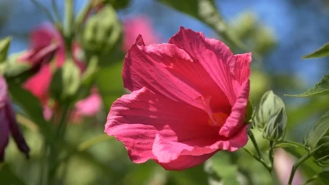 Close-up of a swamp rose-mallow flower ( Hibiscus moscheutos ) Vidéo 93284792