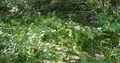 Close up swamp thicket with algae moss in moor landscape pan 4k or 4k+ Resolution