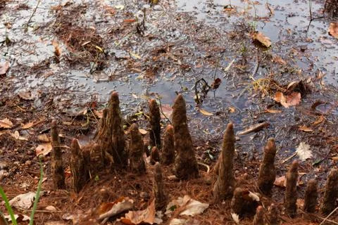 Close up of swamp tree roots Stock Photos